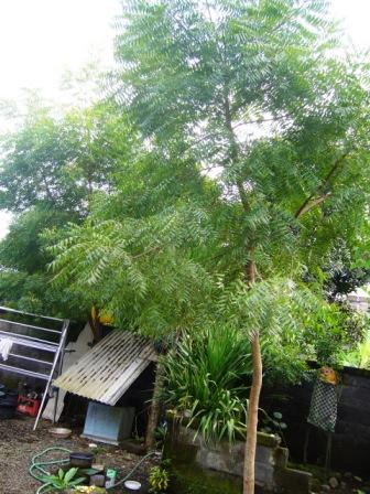 ニーム インド栴檀 の木は信州で8年 M Kラボラトリーズ