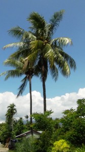 Kelapa