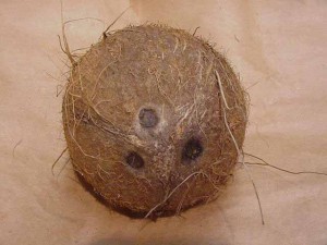 coconut a