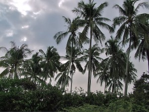 coconut tree1