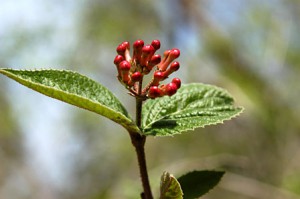 clove bud