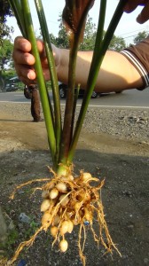 K. rotunda root