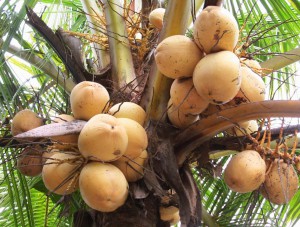 COCONUT