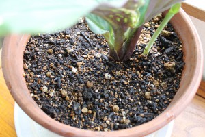 Neem cake pellet , kampeferia rotunda