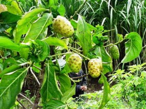 Noni in Jawa