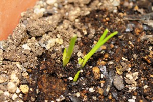 赤たまねぎ植えて4日