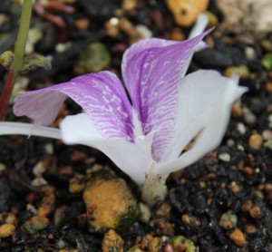 Flower of K. rotunda