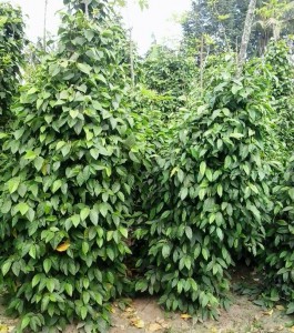 Java long Peppers 1