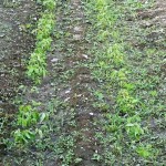 緑豆　信州100%発芽