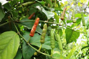 Javanese long pepper red M&K 3