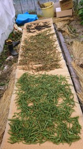 緑豆　収穫　黒褐緑