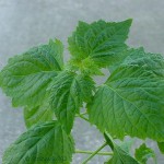 Patchouli