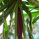 Wamena 11.2.09043twiter