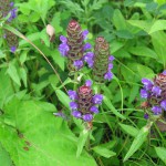 ウツボグサ_Prunella_vulgaris_subsp._asiatica