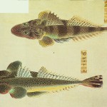こち