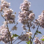 桐の花