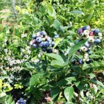 Hata-blueberry