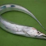 tachiuo