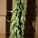 IMG_3365