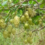 Noniplantation3