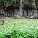 DSC00513