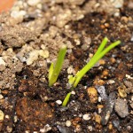 赤たまねぎ植えて4日