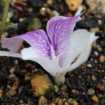 Flower of K. rotunda