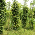 Javanese long pepper M&K 5