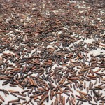 Javanese long pepper M&K 8