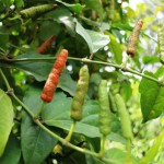 Javanese long pepper red M&K 3