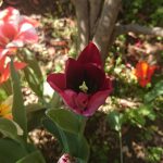 tulip 1