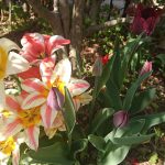 tulip 2