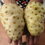 Organic Noni Fruits
