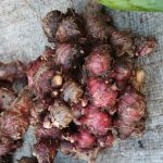 Jahe merah in Nabire
