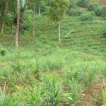JaheMerahPlantation