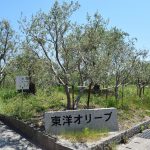 東洋オリーブ