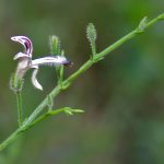 Andrographis_paniculata_(Kalpa)_in_Narshapur_forest,_AP_W2_IMG_0867