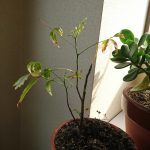 DSC_0294[1]