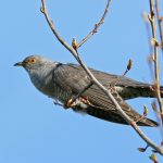 Kuckuck_(Cuculus_canorus)_by_Tim_Peukert