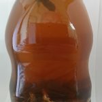 赤ショウガ酒２週間