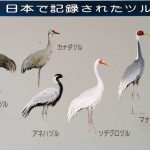 IMG00383-turu