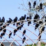 Izumi Crow