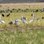 Izumi crane