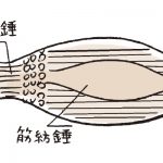 こむら返り