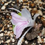 IMG01212_HDR