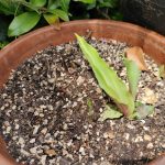 IMG01236_HDR (2)