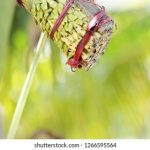 tapping-sap-cutflower-coconut-palm-260nw-1266595564