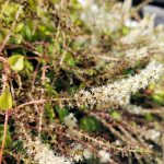 IMG01964_HDR 1000px