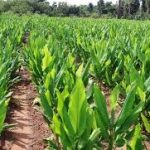 KUNYIT PLANTATION 1