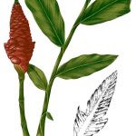 800px-Zingiber_montanum_Blanco2.370-cropped